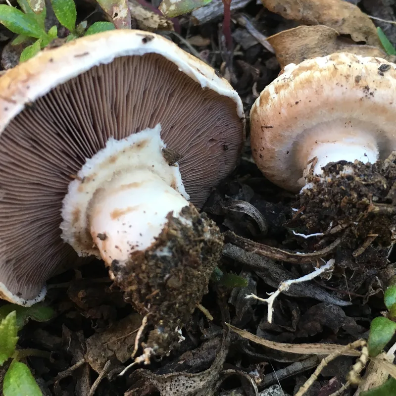 champiñón (Agaricus bisporus), rasgos para identificarlo