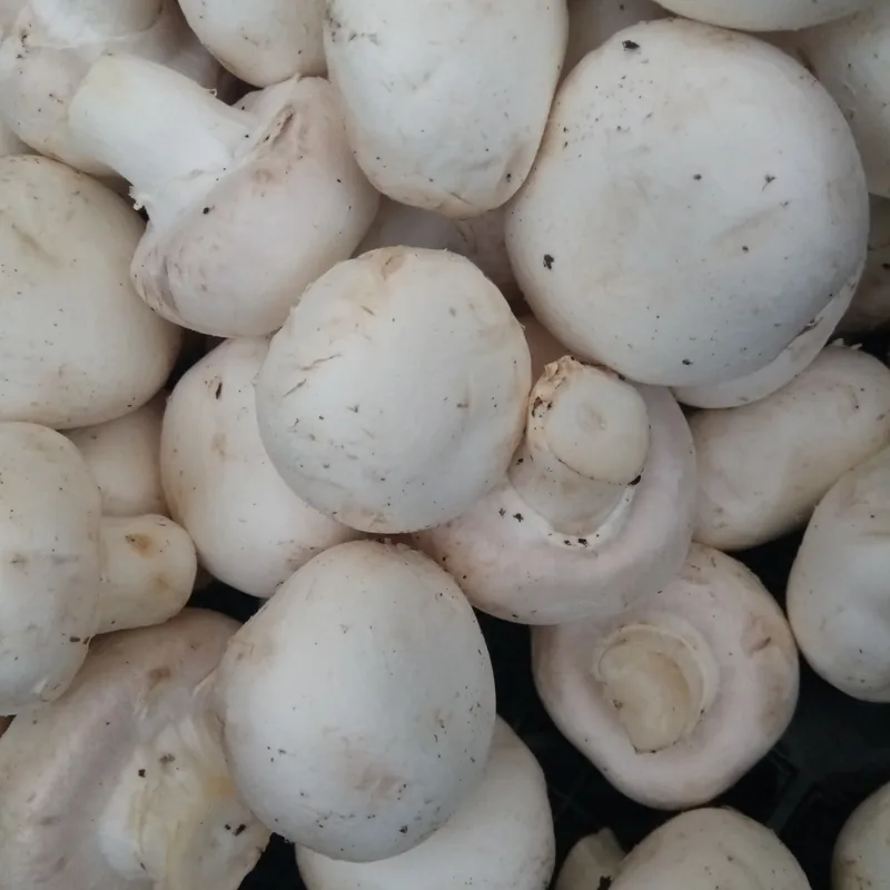 champiñón (Agaricus bisporus), rasgos para identificarlo