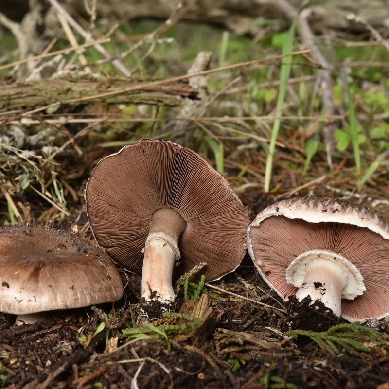 champiñón (Agaricus bisporus), rasgos para identificarlo