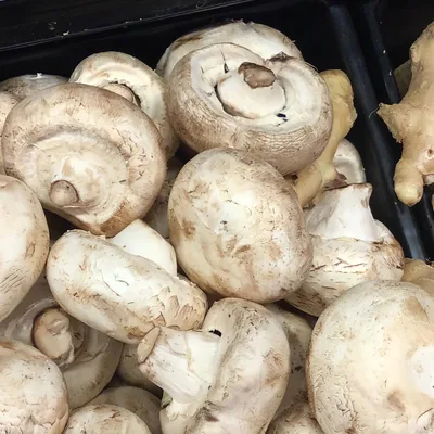champiñón (Agaricus bisporus), foto