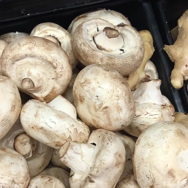 champiñón (Agaricus bisporus), foto