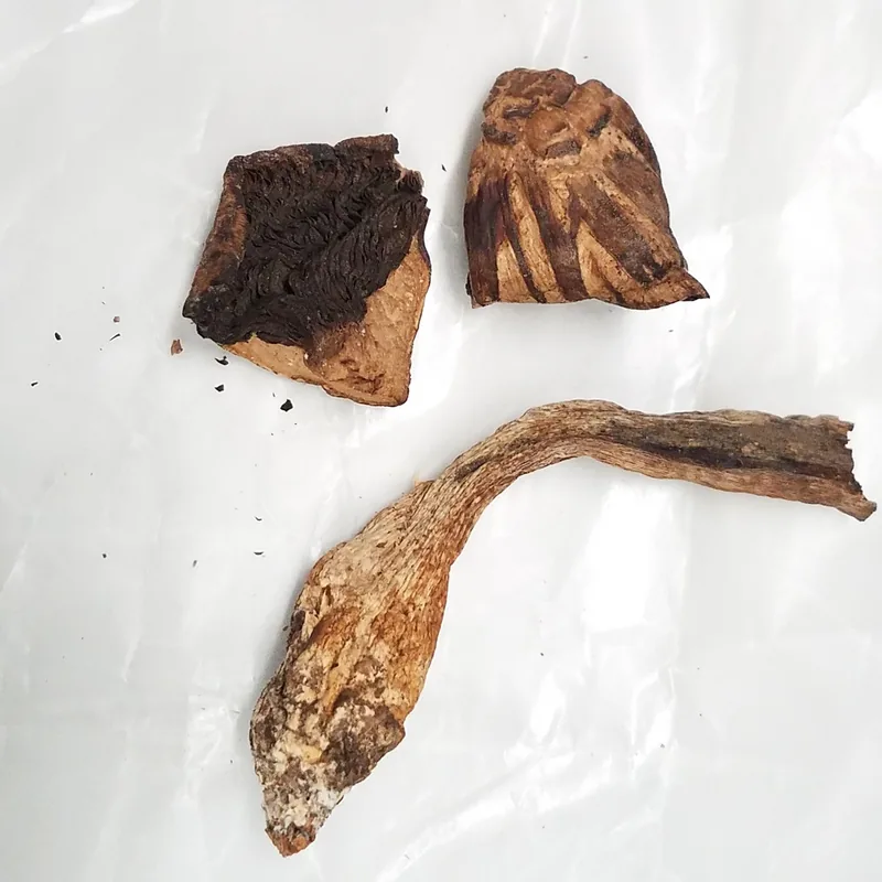 champiñón (Agaricus bisporus), rasgos para identificarlo