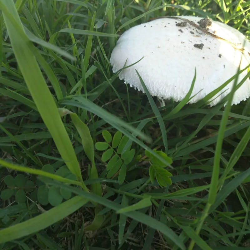 Llanero (Agaricus campestris), rasgos para identificarlo