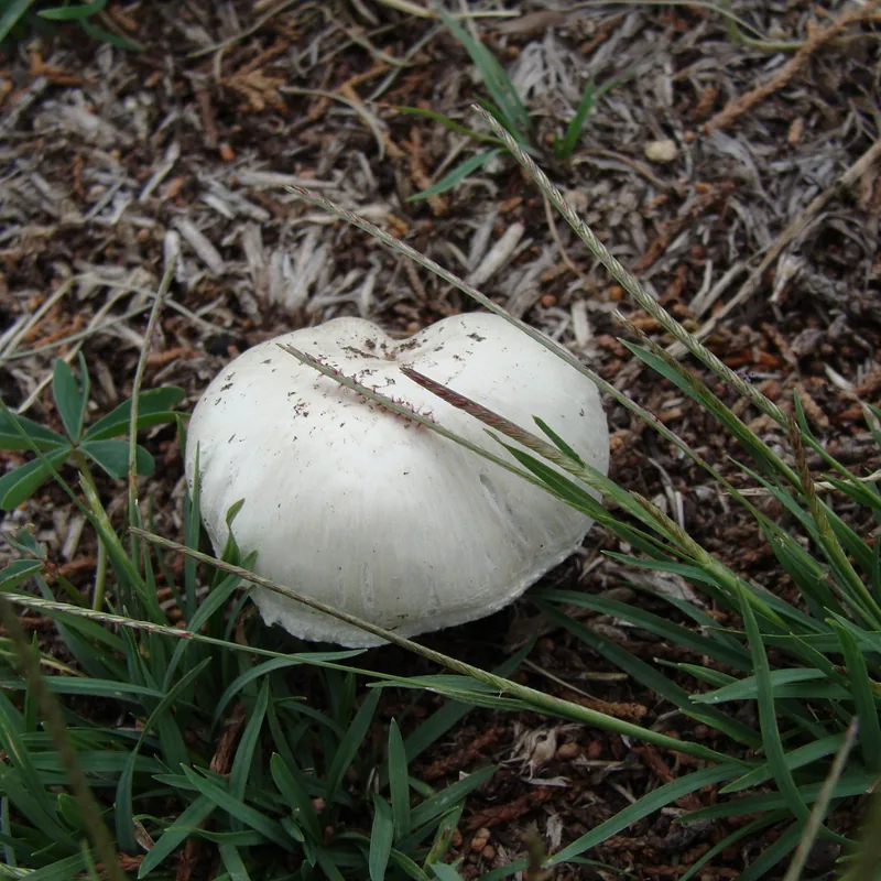 Llanero (Agaricus campestris), rasgos para identificarlo