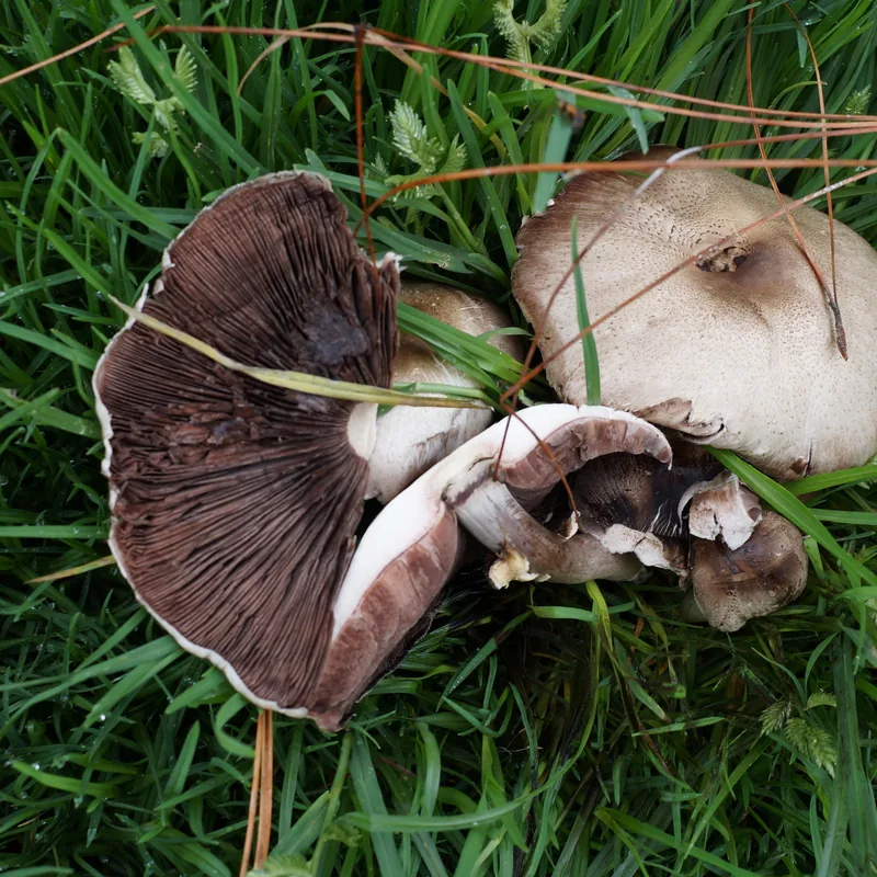 Llanero (Agaricus campestris), rasgos para identificarlo