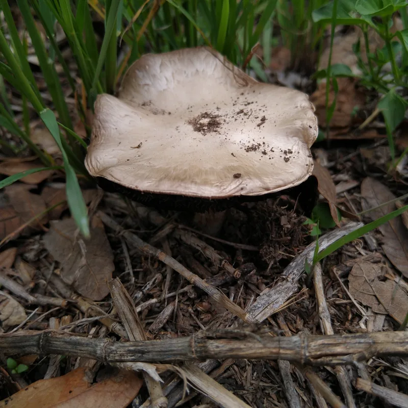 Llanero (Agaricus campestris), rasgos para identificarlo