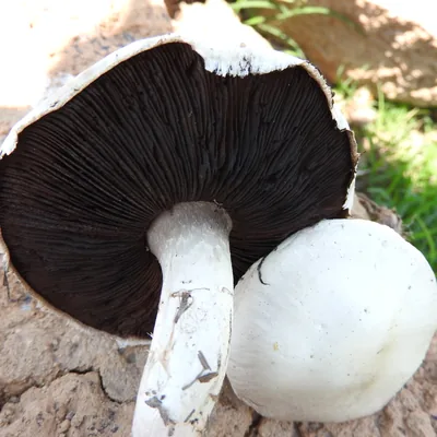 Llanero (Agaricus campestris), foto