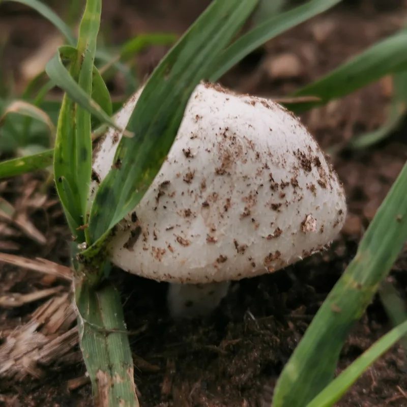 Llanero (Agaricus campestris), rasgos para identificarlo