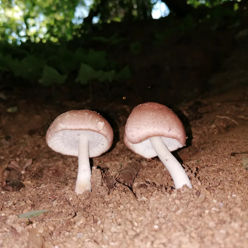 Champiñón almendra (Agaricus subrufescens), foto
