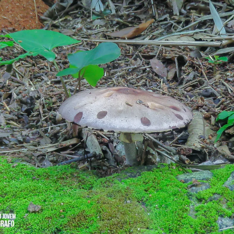 Champiñón almendra (Agaricus subrufescens), rasgos para identificarlo