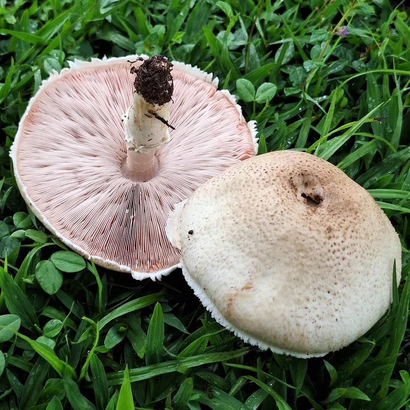 Champiñón almendra (Agaricus subrufescens), rasgos para identificarlo