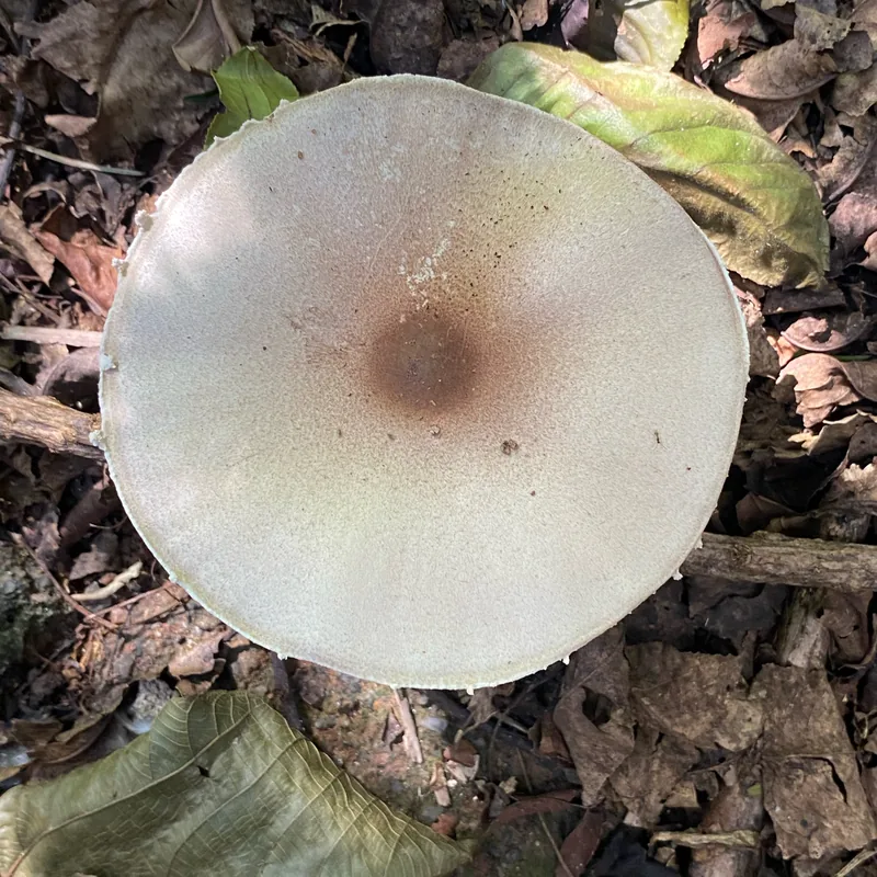 Champiñón almendra (Agaricus subrufescens), rasgos para identificarlo