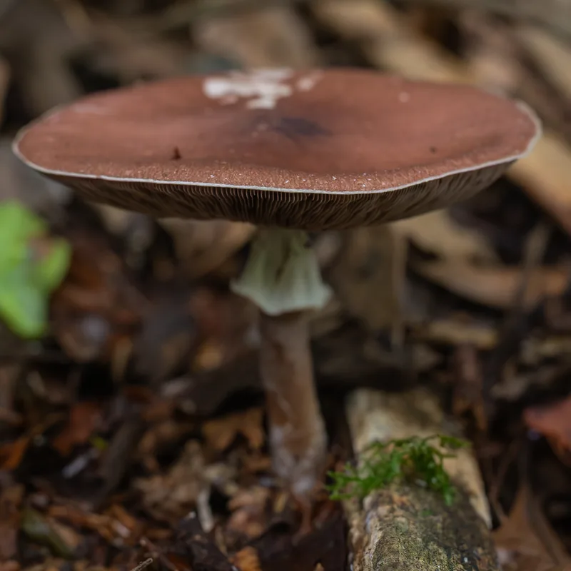 Champiñón almendra (Agaricus subrufescens), rasgos para identificarlo