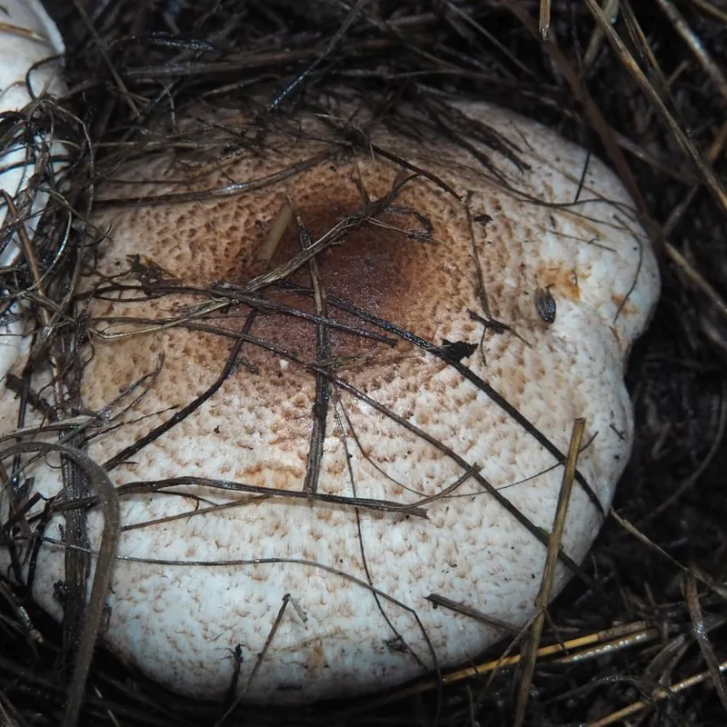 Champiñón almendra (Agaricus subrufescens), rasgos para identificarlo