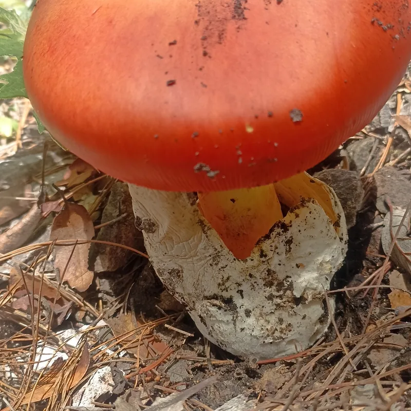 Amarillo (Amanita basii), rasgos para identificarlo