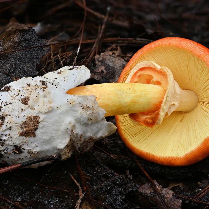 Amarillo (Amanita basii), rasgos para identificarlo
