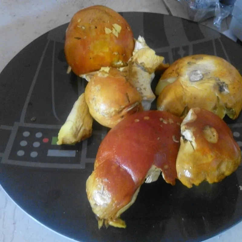 Amarillo (Amanita basii), rasgos para identificarlo