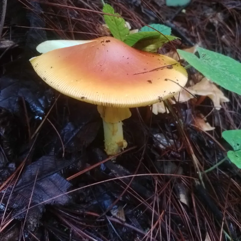 Amarillo (Amanita basii), rasgos para identificarlo