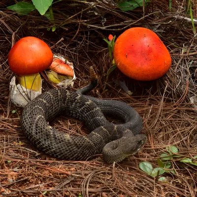 Amarillo (Amanita basii), foto