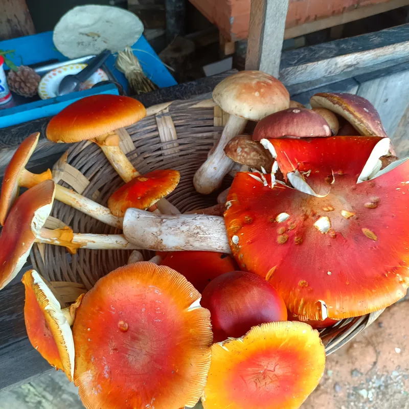 Amarillo (Amanita basii), rasgos para identificarlo