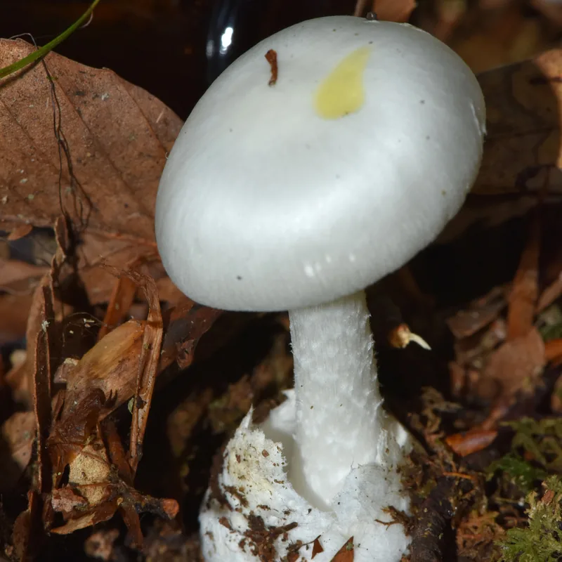 Hongo ángel destructor (Amanita bisporigera), rasgos para identificarlo