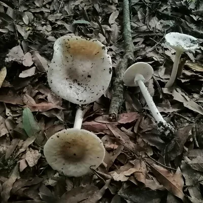 Hongo ángel destructor (Amanita bisporigera), foto
