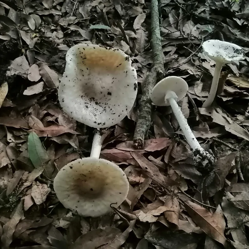 Hongo ángel destructor (Amanita bisporigera), foto