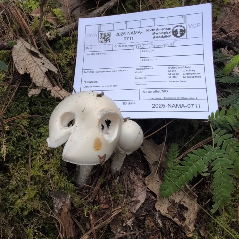Hongo ángel destructor (Amanita bisporigera), rasgos para identificarlo