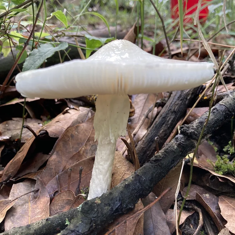 Hongo ángel destructor (Amanita bisporigera), rasgos para identificarlo