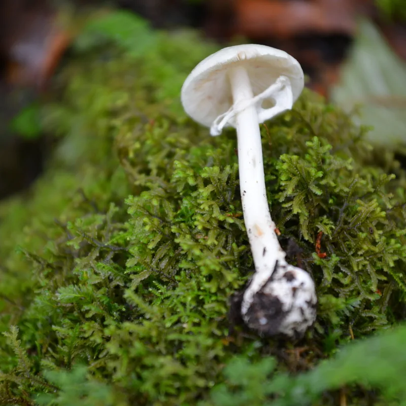 Hongo ángel destructor (Amanita bisporigera), rasgos para identificarlo