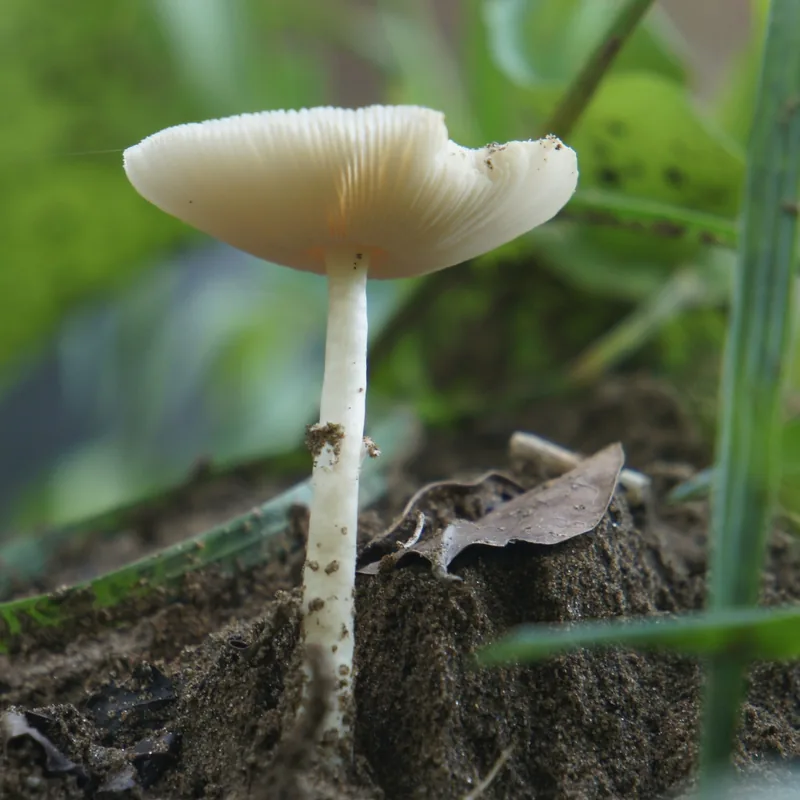 Hongo ángel destructor (Amanita bisporigera), rasgos para identificarlo