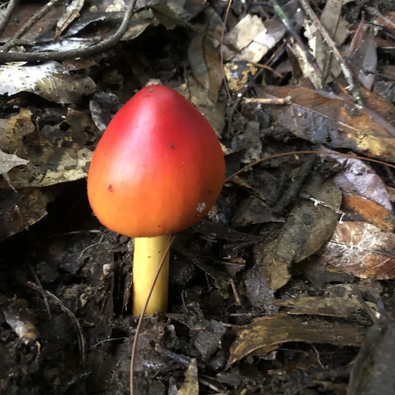 Yema (Amanita jacksonii), rasgos para identificarlo