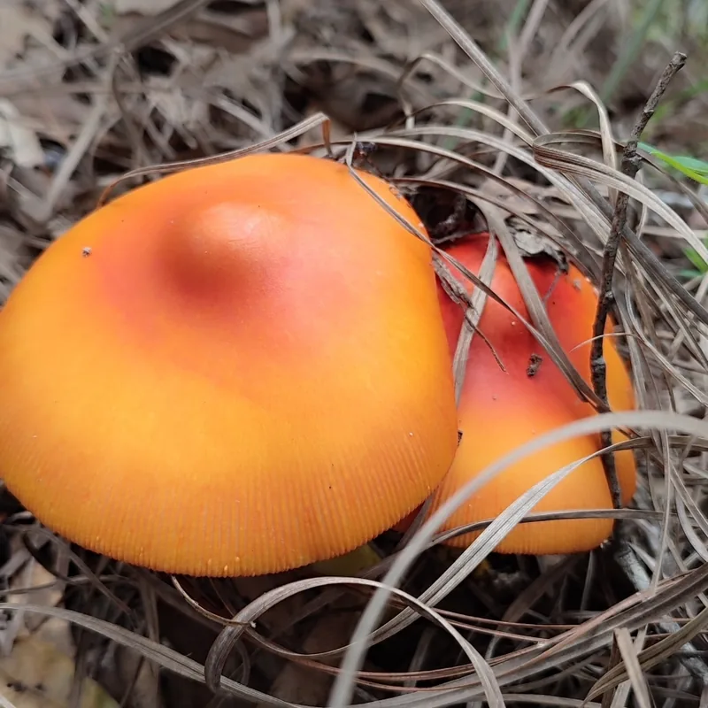 Yema (Amanita jacksonii), rasgos para identificarlo