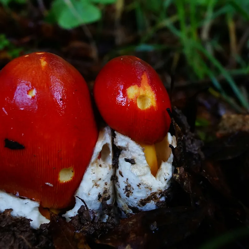 Yema (Amanita jacksonii), rasgos para identificarlo