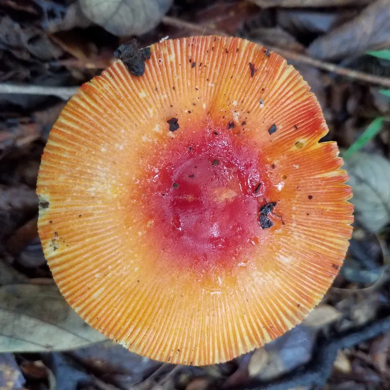 Yema (Amanita jacksonii), rasgos para identificarlo