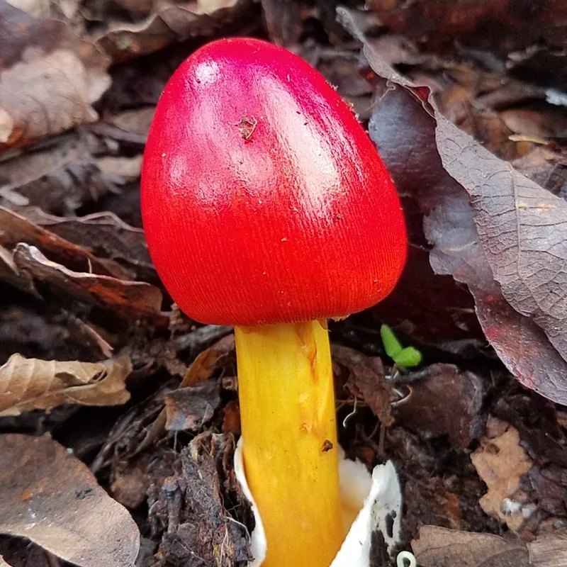 Yema (Amanita jacksonii), foto