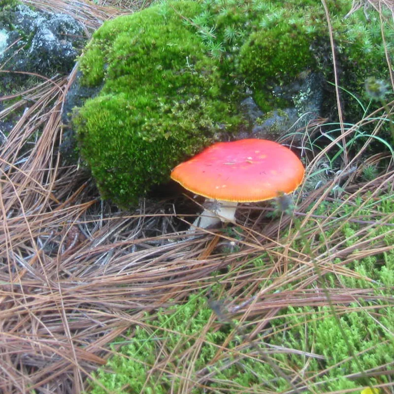 Hongo matamoscas (Amanita muscaria), rasgos para identificarlo
