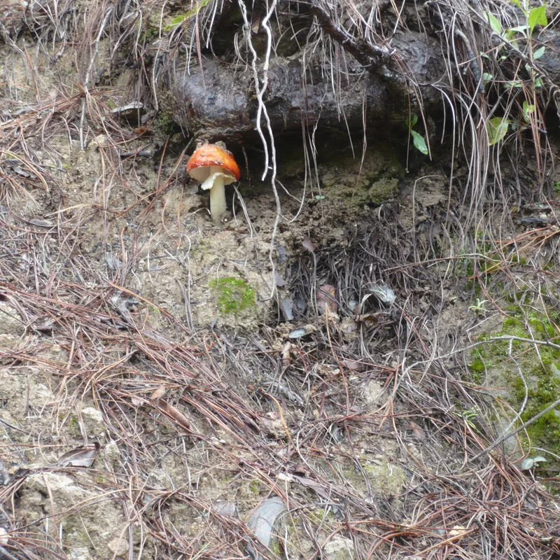Hongo matamoscas (Amanita muscaria), rasgos para identificarlo