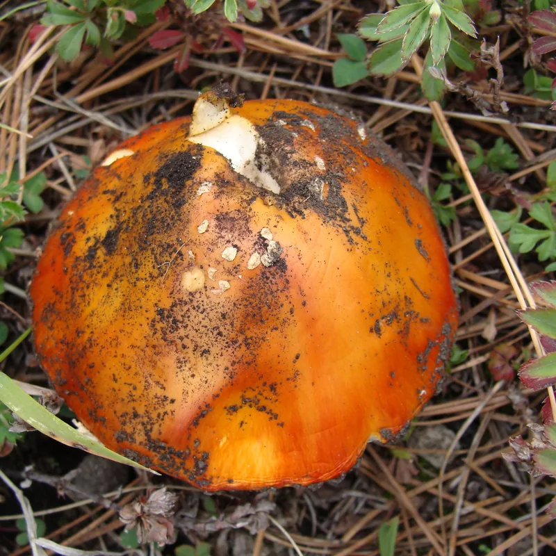 Hongo matamoscas (Amanita muscaria), rasgos para identificarlo