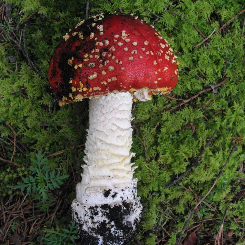 Hongo matamoscas (Amanita muscaria), rasgos para identificarlo