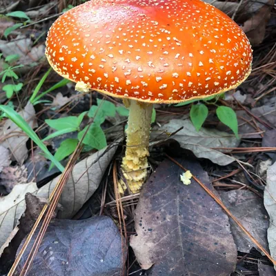 Hongo matamoscas (Amanita muscaria), foto