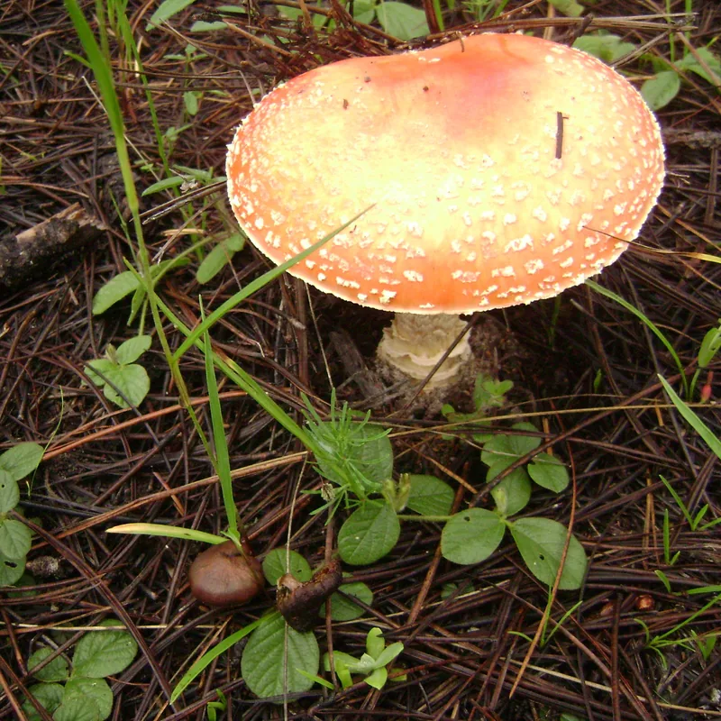 Hongo matamoscas (Amanita muscaria), rasgos para identificarlo