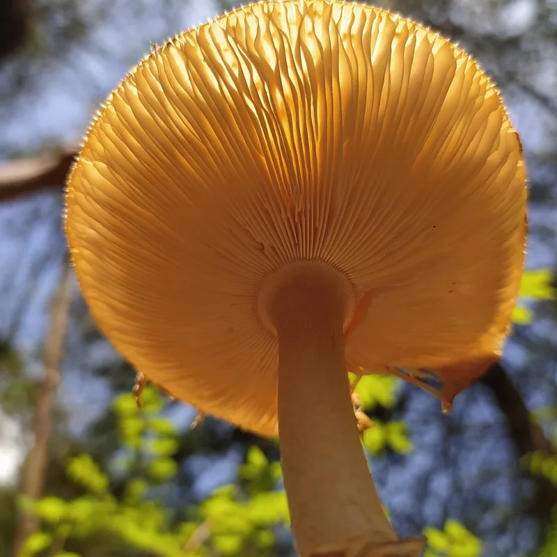 amanita pantera (Amanita pantherina), rasgos para identificarlo