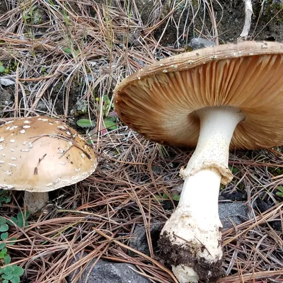 amanita pantera (Amanita pantherina), foto