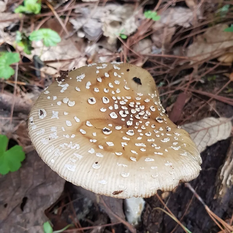amanita pantera (Amanita pantherina), rasgos para identificarlo