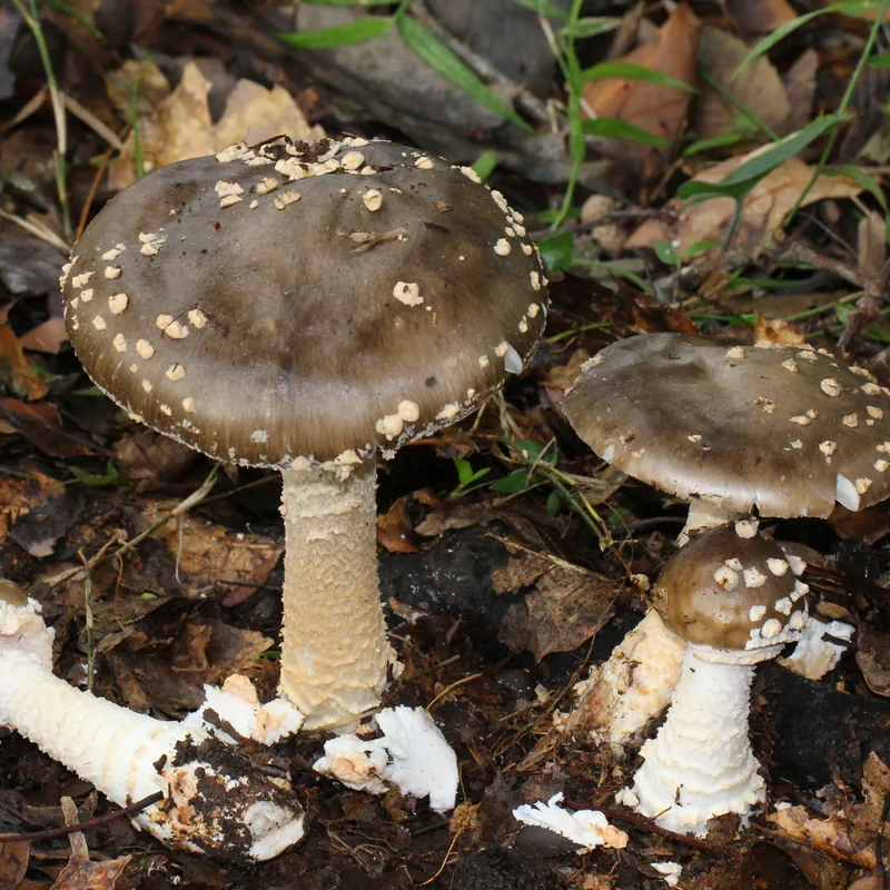 amanita pantera (Amanita pantherina), rasgos para identificarlo