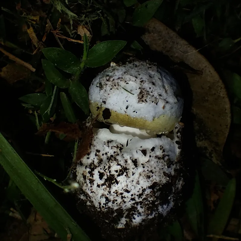 oronja verde (Amanita phalloides), rasgos para identificarlo