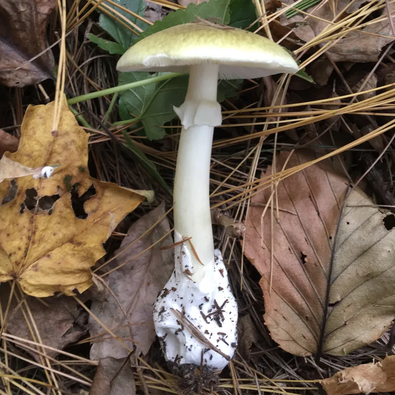 oronja verde (Amanita phalloides), rasgos para identificarlo