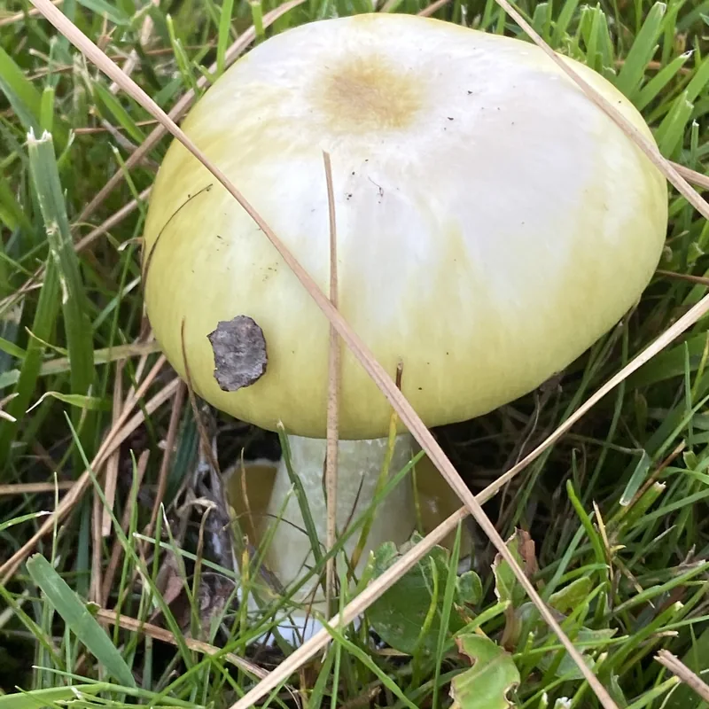 oronja verde (Amanita phalloides), rasgos para identificarlo
