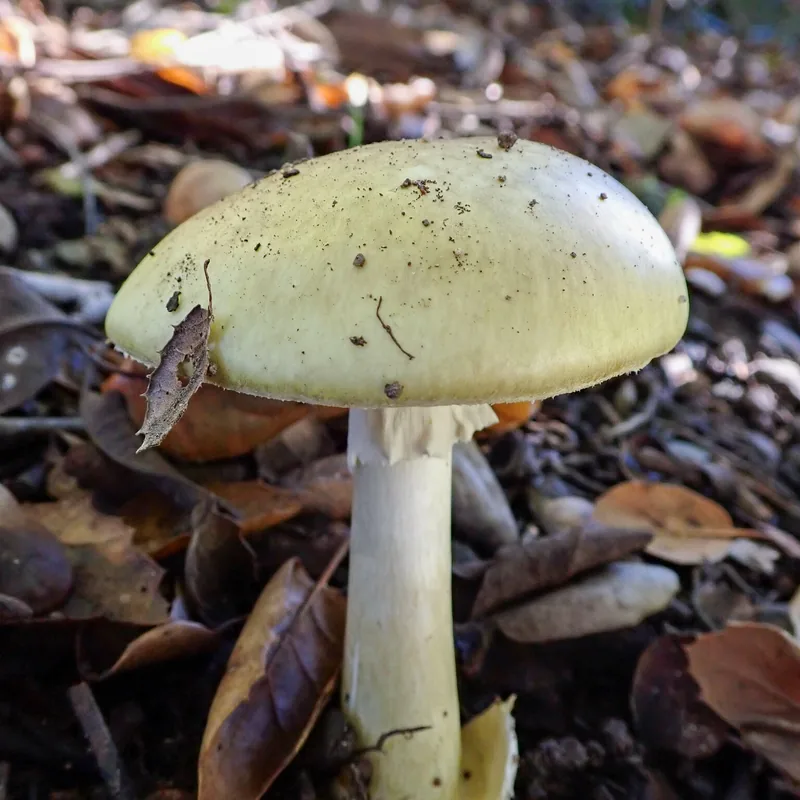 oronja verde (Amanita phalloides), rasgos para identificarlo